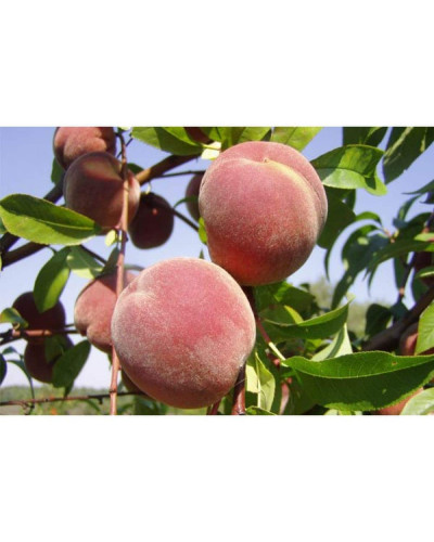 Персик домашній Київський Ранній | Персик домашний Киевский Ранний | Prunus persica Kievskiy Ranniy