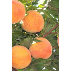 Персик Вайн Голд (середній) | Персик Вайн Голд (средний) | Prunus persica Vine Gold