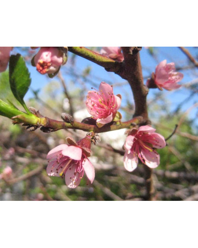 Персик Вайн Голд (середній) | Персик Вайн Голд (средний) | Prunus persica Vine Gold