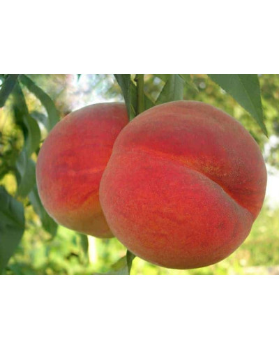 Персик Вайн Голд (середній) | Персик Вайн Голд (средний) | Prunus persica Vine Gold