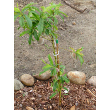 Персик Вайн Голд (середній) | Персик Вайн Голд (средний) | Prunus persica Vine Gold