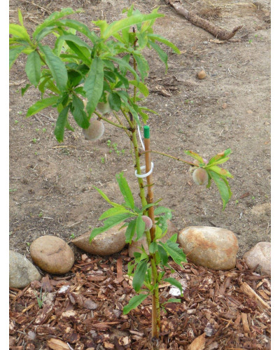 Персик Вайн Голд (середній) | Персик Вайн Голд (средний) | Prunus persica Vine Gold