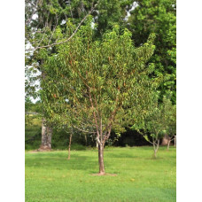 Персик Вайн Голд (середній) | Персик Вайн Голд (средний) | Prunus persica Vine Gold