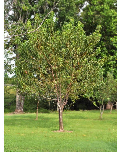 Персик Вайн Голд (середній) | Персик Вайн Голд (средний) | Prunus persica Vine Gold