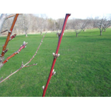 Персик Вайн Голд (середній) | Персик Вайн Голд (средний) | Prunus persica Vine Gold