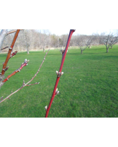 Персик Вайн Голд (середній) | Персик Вайн Голд (средний) | Prunus persica Vine Gold