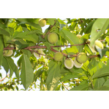 Персик Вайн Голд (середній) | Персик Вайн Голд (средний) | Prunus persica Vine Gold