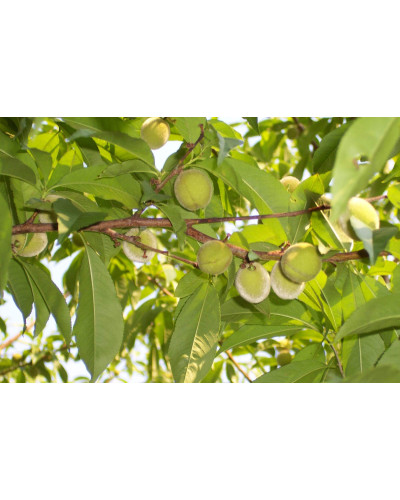 Персик Вайн Голд (середній) | Персик Вайн Голд (средний) | Prunus persica Vine Gold