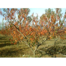 Персик Вайн Голд (середній) | Персик Вайн Голд (средний) | Prunus persica Vine Gold