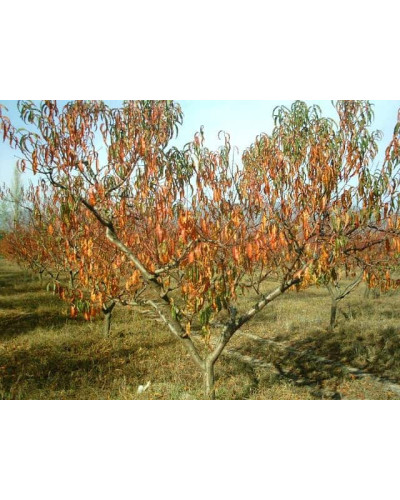 Персик Вайн Голд (середній) | Персик Вайн Голд (средний) | Prunus persica Vine Gold