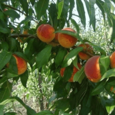 Персик Вайн Голд (середній) | Персик Вайн Голд (средний) | Prunus persica Vine Gold
