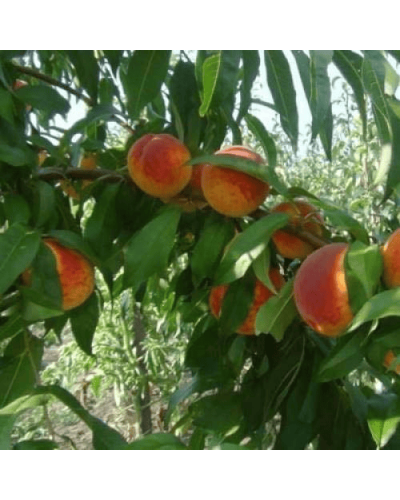 Персик Вайн Голд (середній) | Персик Вайн Голд (средний) | Prunus persica Vine Gold
