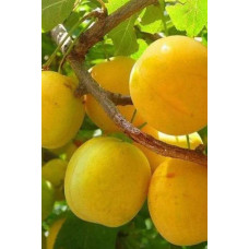 Слива Афаска | Prunus Afaska | Слива Афаска