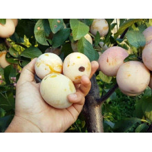 Слива Афаска | Prunus Afaska | Слива Афаска