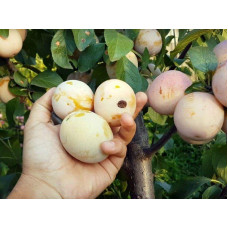 Слива Афаска | Prunus Afaska | Слива Афаска