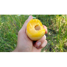 Слива Афаска | Prunus Afaska | Слива Афаска