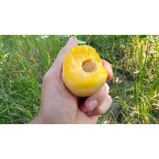 Слива Афаска | Prunus Afaska | Слива Афаска