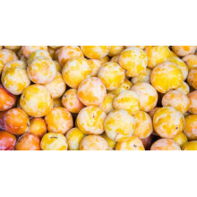 Слива Афаска | Prunus Afaska | Слива Афаска