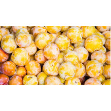 Слива Афаска | Prunus Afaska | Слива Афаска