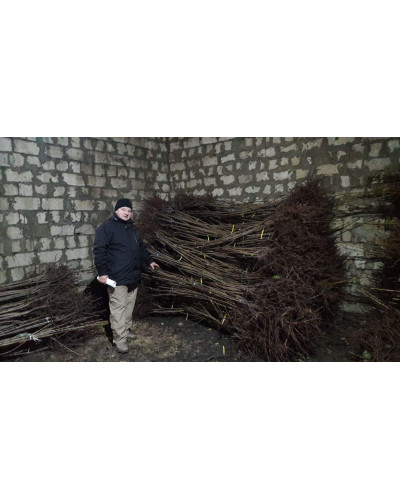 Слива Афаска | Prunus Afaska | Слива Афаска