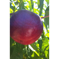 Нектарин Біг Топ (ранній) | Нектарин Биг Топ (ранний) | Prunus percica / Nucipersica Big Top