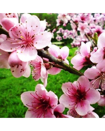 Нектарин Біг Топ (ранній) | Нектарин Биг Топ (ранний) | Prunus percica / Nucipersica Big Top