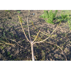 Нектарин Біг Топ (ранній) | Нектарин Биг Топ (ранний) | Prunus percica / Nucipersica Big Top