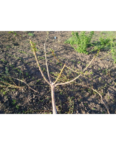Нектарин Біг Топ (ранній) | Нектарин Биг Топ (ранний) | Prunus percica / Nucipersica Big Top