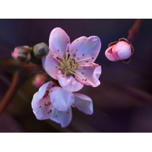 Нектарин Біг Топ (ранній) | Нектарин Биг Топ (ранний) | Prunus percica / Nucipersica Big Top
