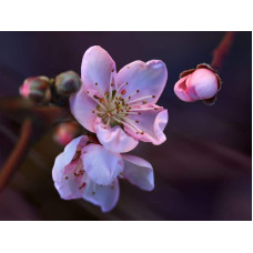 Нектарин Біг Топ (ранній) | Нектарин Биг Топ (ранний) | Prunus percica / Nucipersica Big Top