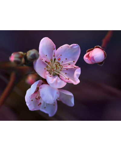 Нектарин Біг Топ (ранній) | Нектарин Биг Топ (ранний) | Prunus percica / Nucipersica Big Top