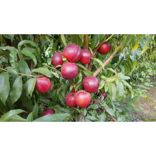 Нектарин Біг Топ (ранній) | Нектарин Биг Топ (ранний) | Prunus percica / Nucipersica Big Top