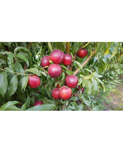 Нектарин Біг Топ (ранній) | Нектарин Биг Топ (ранний) | Prunus percica / Nucipersica Big Top