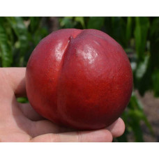 Нектарин Біг Топ (ранній) | Нектарин Биг Топ (ранний) | Prunus percica / Nucipersica Big Top