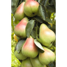 Груша колоновидна Сапфіра осіння | Груша колоновидная Сапфира осенняя | Pyrus columnar Sapphire