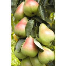 Груша колоновидна Сапфіра осіння | Груша колоновидная Сапфира осенняя | Pyrus columnar Sapphire