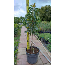 Груша колоновидна Сапфіра осіння | Груша колоновидная Сапфира осенняя | Pyrus columnar Sapphire
