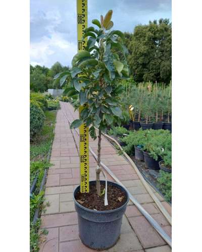 Груша колоновидна Сапфіра осіння | Груша колоновидная Сапфира осенняя | Pyrus columnar Sapphire
