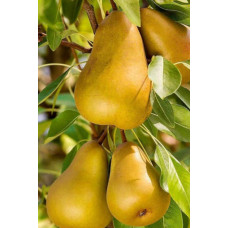 Груша колоновидна Сан Ремі / Санремі | Pyrus columnar San Remi / Sanremi | Груша колоновидная Сан Реми / Санреми