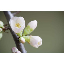 Груша колоновидна Сан Ремі / Санремі | Pyrus columnar San Remi / Sanremi | Груша колоновидная Сан Реми / Санреми