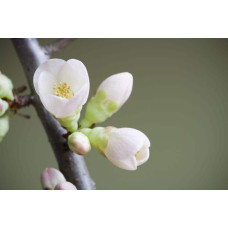 Груша колоновидна Сан Ремі / Санремі | Pyrus columnar San Remi / Sanremi | Груша колоновидная Сан Реми / Санреми