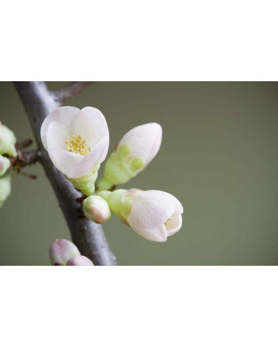 Груша колоновидна Сан Ремі / Санремі | Pyrus columnar San Remi / Sanremi | Груша колоновидная Сан Реми / Санреми