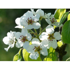 Груша колоновидна Сан Ремі / Санремі | Pyrus columnar San Remi / Sanremi | Груша колоновидная Сан Реми / Санреми