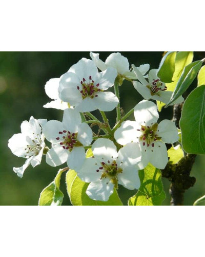 Груша колоновидна Сан Ремі / Санремі | Pyrus columnar San Remi / Sanremi | Груша колоновидная Сан Реми / Санреми