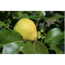 Груша колоновидна Сан Ремі / Санремі | Pyrus columnar San Remi / Sanremi | Груша колоновидная Сан Реми / Санреми