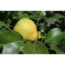 Груша колоновидна Сан Ремі / Санремі | Pyrus columnar San Remi / Sanremi | Груша колоновидная Сан Реми / Санреми