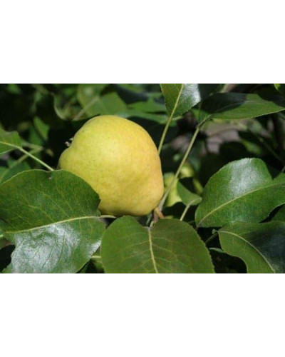 Груша колоновидна Сан Ремі / Санремі | Pyrus columnar San Remi / Sanremi | Груша колоновидная Сан Реми / Санреми