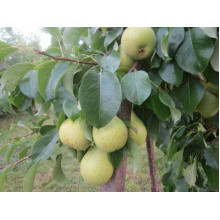 Груша колоновидна Сан Ремі / Санремі | Pyrus columnar San Remi / Sanremi | Груша колоновидная Сан Реми / Санреми