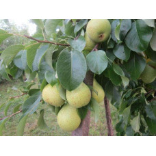 Груша колоновидна Сан Ремі / Санремі | Pyrus columnar San Remi / Sanremi | Груша колоновидная Сан Реми / Санреми