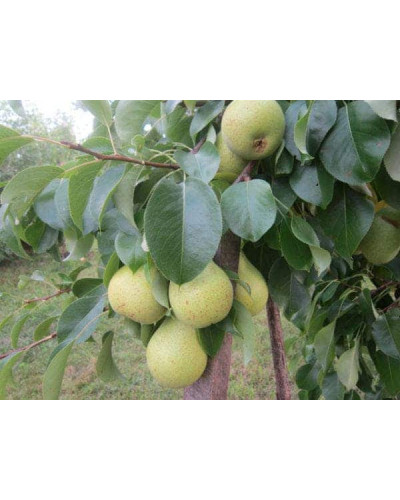 Груша колоновидна Сан Ремі / Санремі | Pyrus columnar San Remi / Sanremi | Груша колоновидная Сан Реми / Санреми